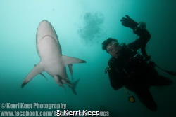 A perfect picture highlighting the benign nature of shark... by Kerri Keet 